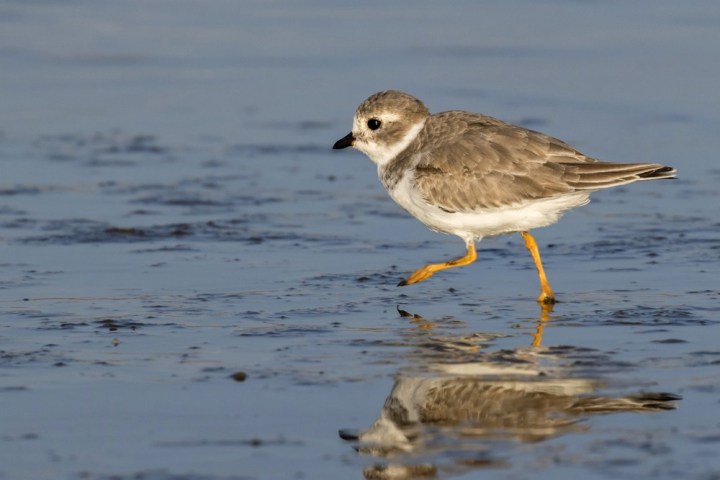 a bird standing on a beach near a body of water