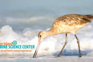 a bird standing on a beach