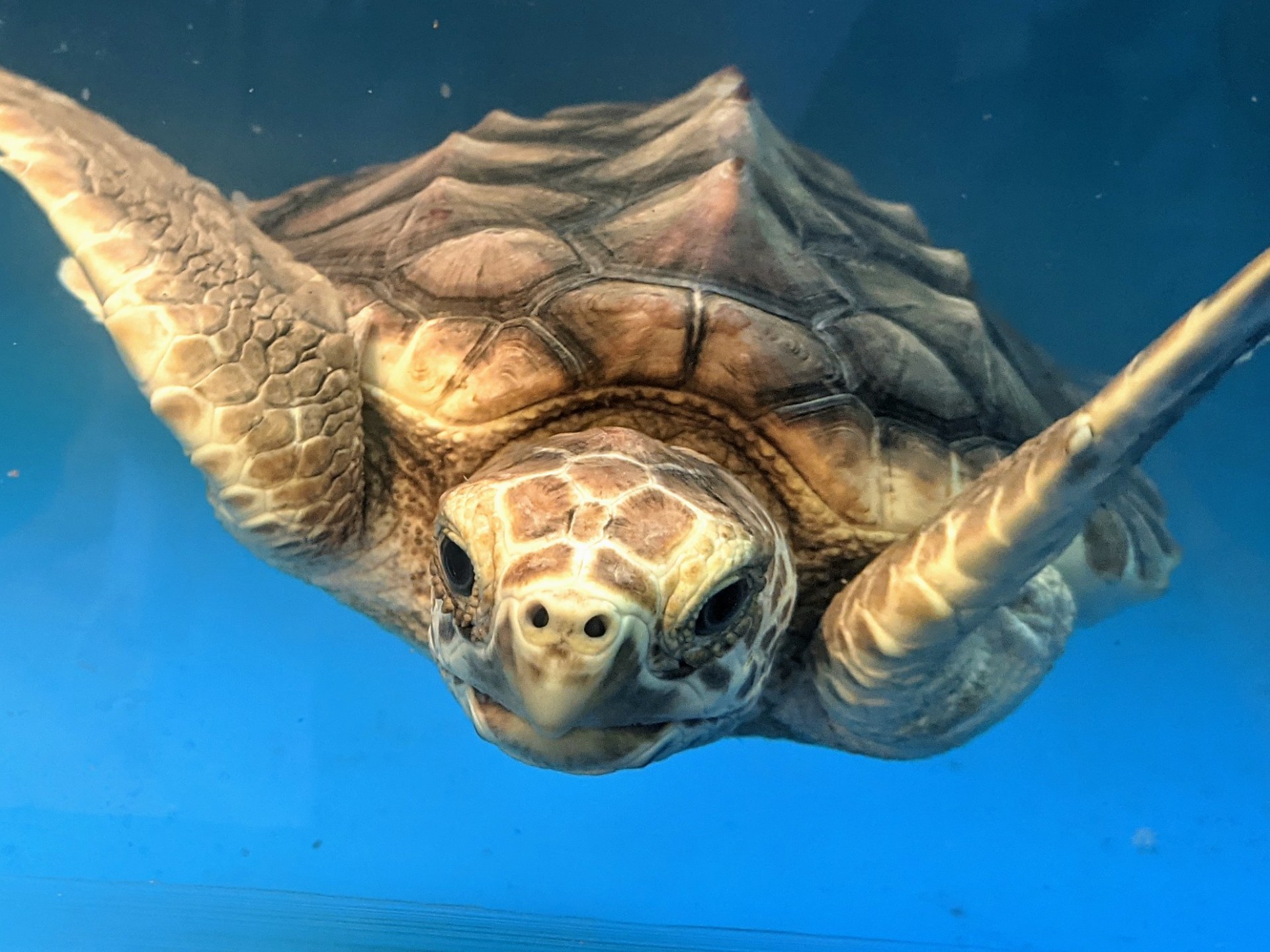 a turtle swimming under water