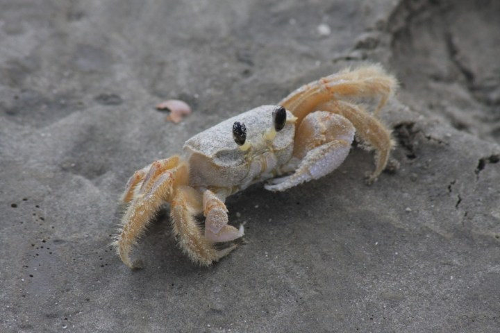 a bird walking in the sand